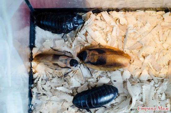 Мадагаскарский таракан: содержание в домашних условиях