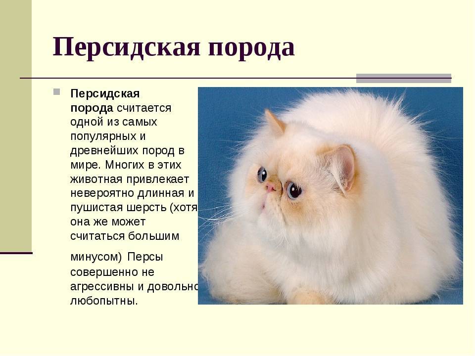 Персидская кошка: порода с лицом ребенка