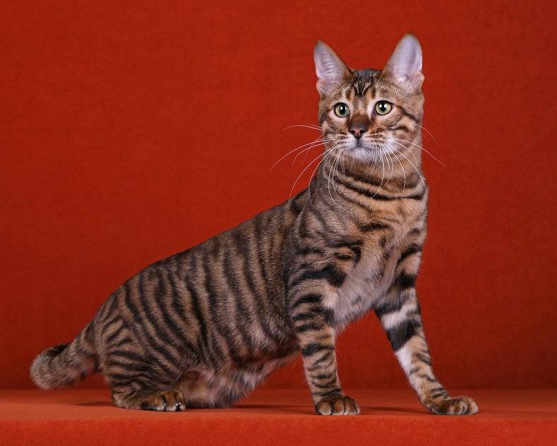 Табби - окрас кошек: фото, породы