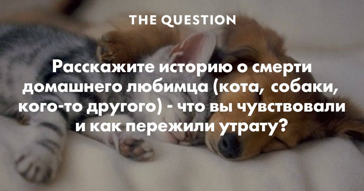 Как пережить смерть собаки? (10 советов психолога)