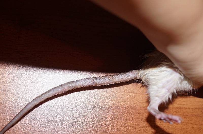 Поведение крыс: почему грызун прыгает, грызет клетку, скрипит и стучит зубами