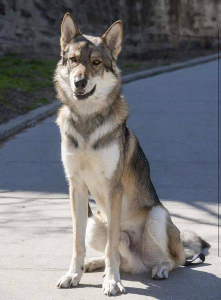 Saarloos wolfdog tamaskan dog чехословацкий wolfdog northern inuit dog канадская эскимосская собака, тамасканская собака, млекопитающее, карнавор, собака лайк млекопитающее png | pngwing