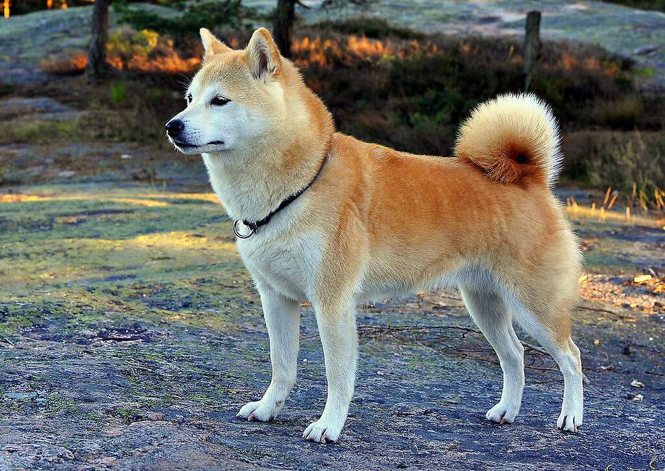 Японские породы собак: 6 чистокровных пород