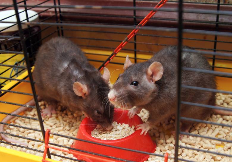 Кормление декоративных крыс: основные правила