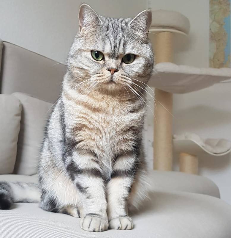 Скоттиш-страйт (шотландская прямоухая кошка): описание и характер