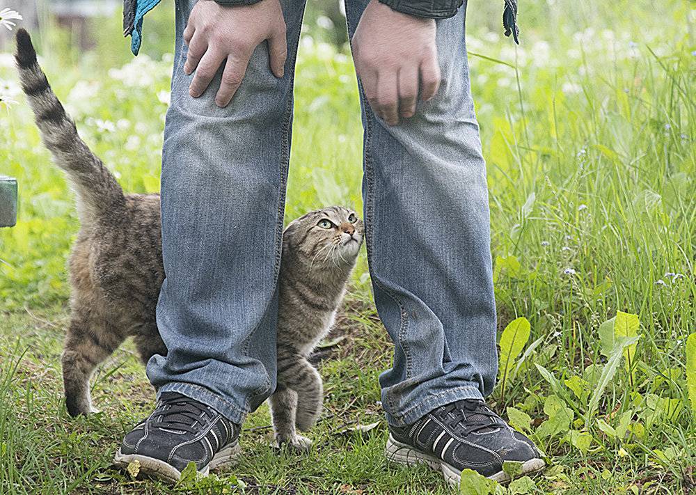 Почему коты ходят постоянно за хозяином