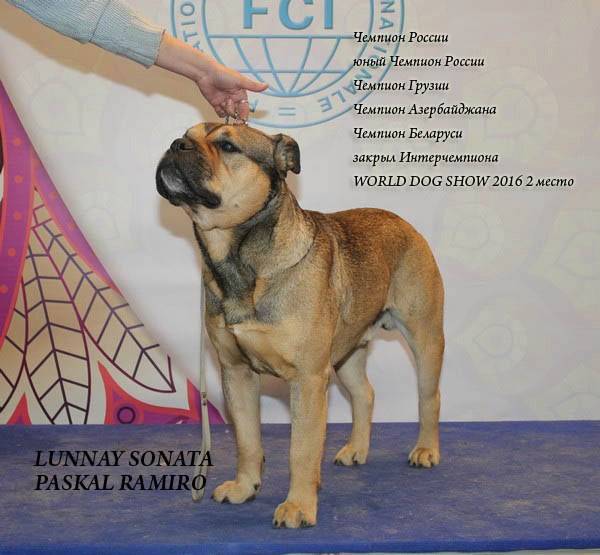 ᐉ собака ка де бо и ее описание внешности и характера, основные характеристики породы кадебо и фото - zoovet24.ru