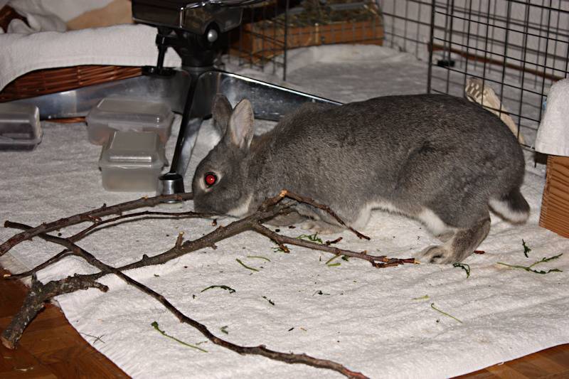 Можно давать кроликам деревья. Ветки деревьев для кроликов. Веточный корм для кроликов зимой. Ветки для декоративного кролика. Кролик ест ветки.