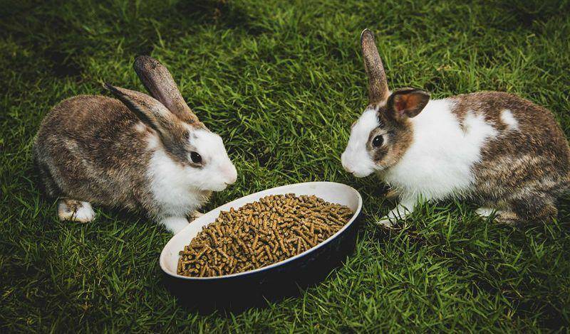 Чем кормить кроликов в домашних условиях для начинающих - kotiko.ru