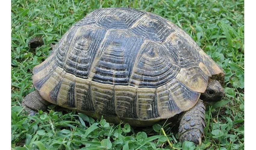Cколько живут черепахи в домашних условиях (продолжительность жизни в годах): сухопутные, водные