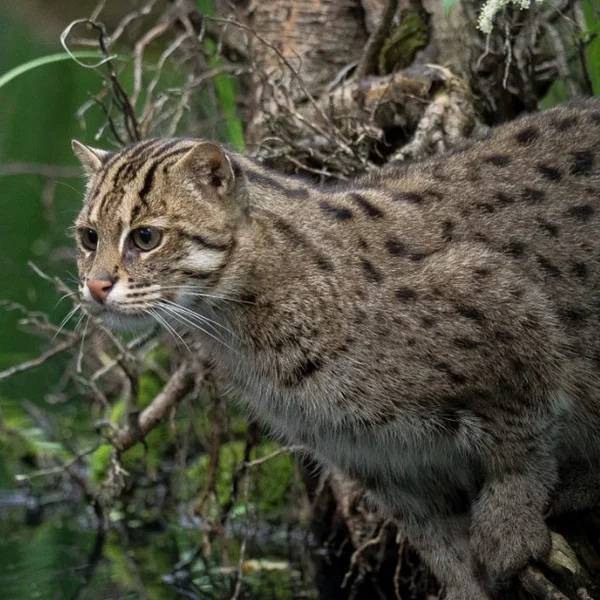 Астраханский камышовый кот котята фото