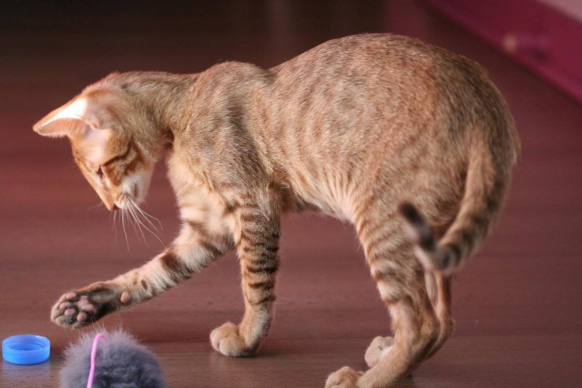 Ориентальная кошка: особенности ухода в домашних условиях и фото, породы котов ориенталов
