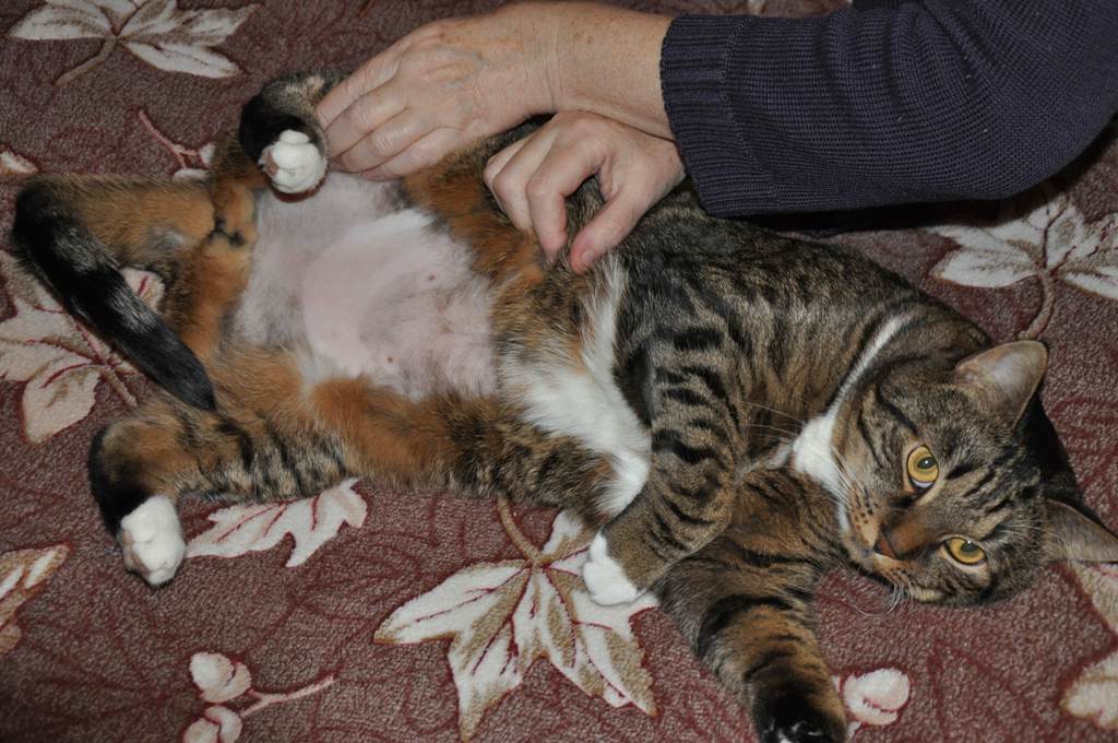 Мастит у кормящей кошки - симптомы и лечение