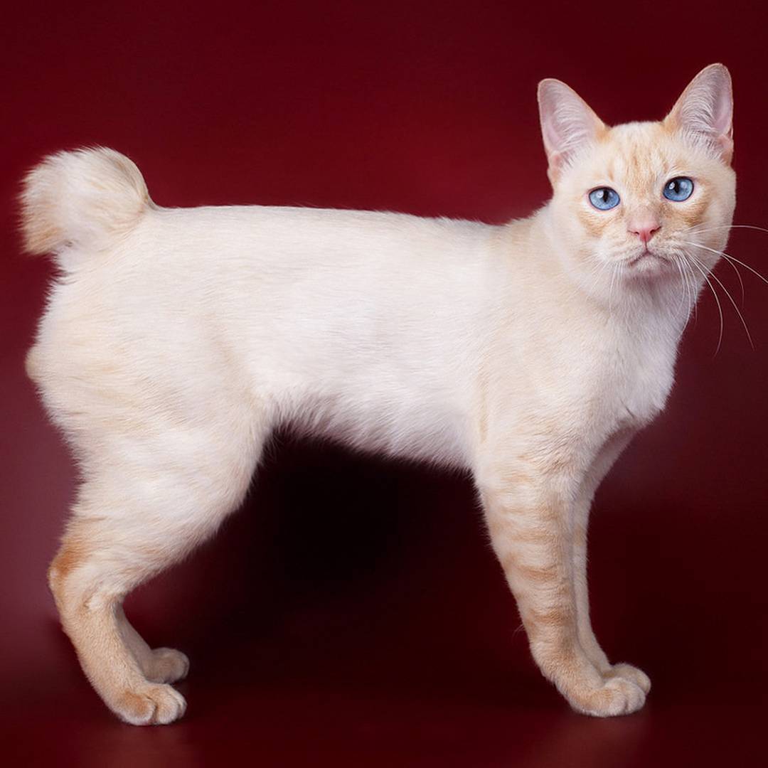Кошка меконгский бобтейл: особенности породы и фото питомцев, уход за котом и его содержание