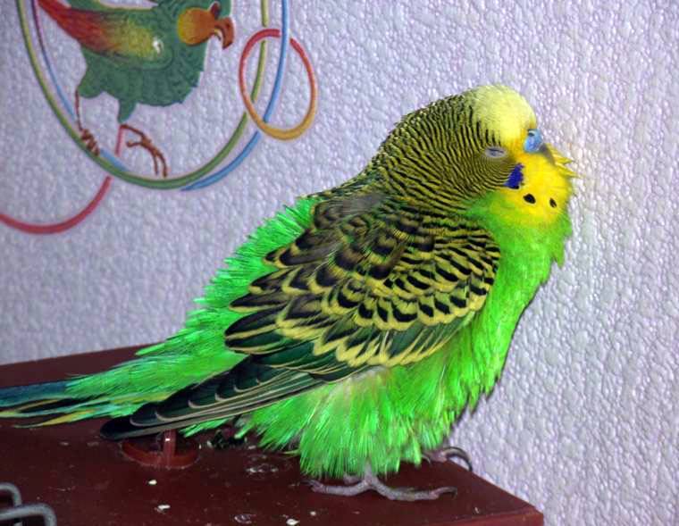 Как распознать первые признаки недомогания попугая | блог ветклиники "беланта"