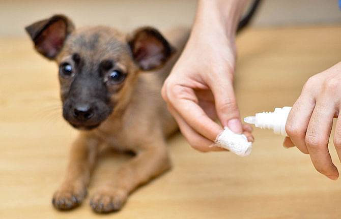 Чистить уши собаке - 145 фото как правильно и безопасно чистить уши собаке