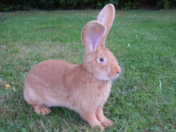 Колики породы немецкий ризен: описание, характеристика и особенности разведения кролика-великана