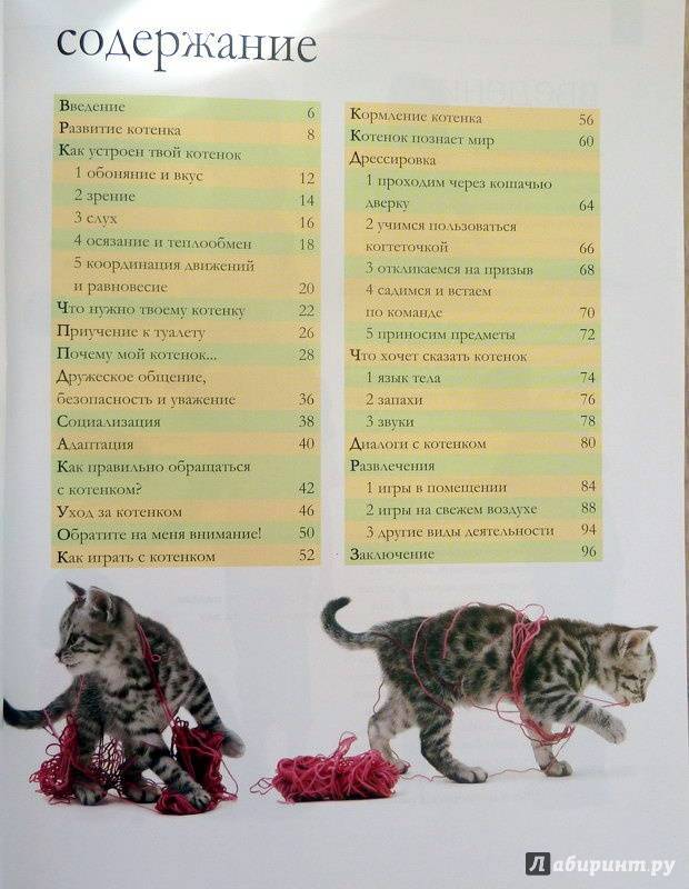 Что нужно для котенка в квартире