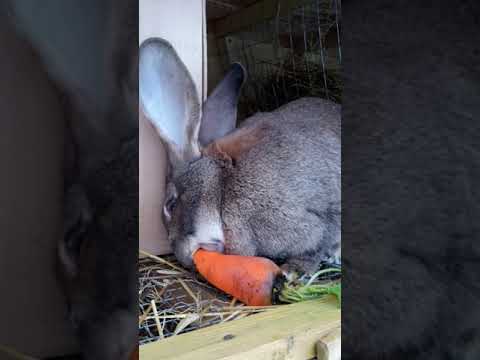 Почему крольчиха съедает или разбрасывает своих крольчат