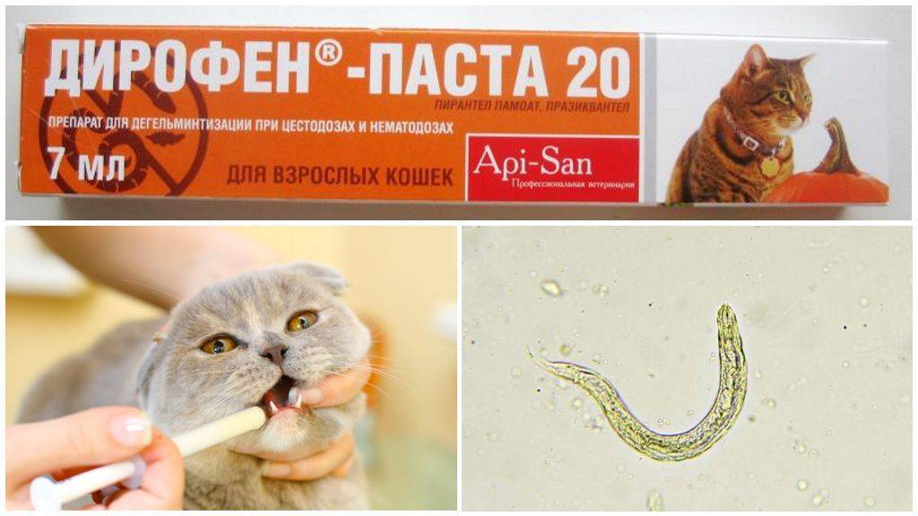 Дирофен для кошек – инструкция по применению препарата от глистов