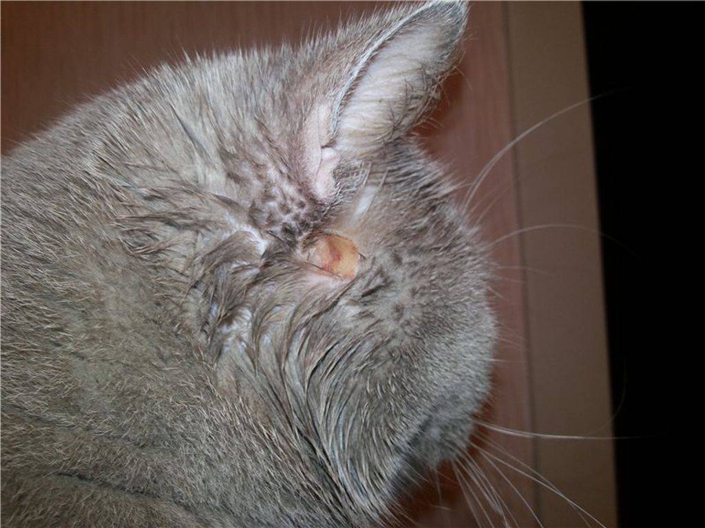 Стригущий лишай у кошек: признаки, симптомы, лечение болезни (советы ветеринаров)