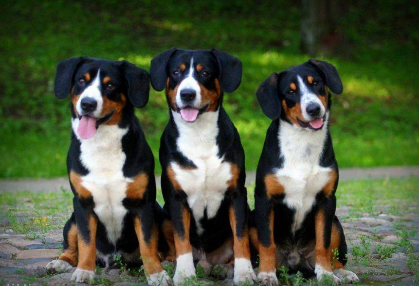 Энтлебухер зенненхунд: фото и описание породы собак
энтлебухер зенненхунд: фото и описание породы собак