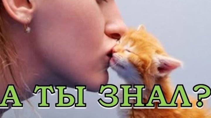 Можно ли целовать кошек в нос