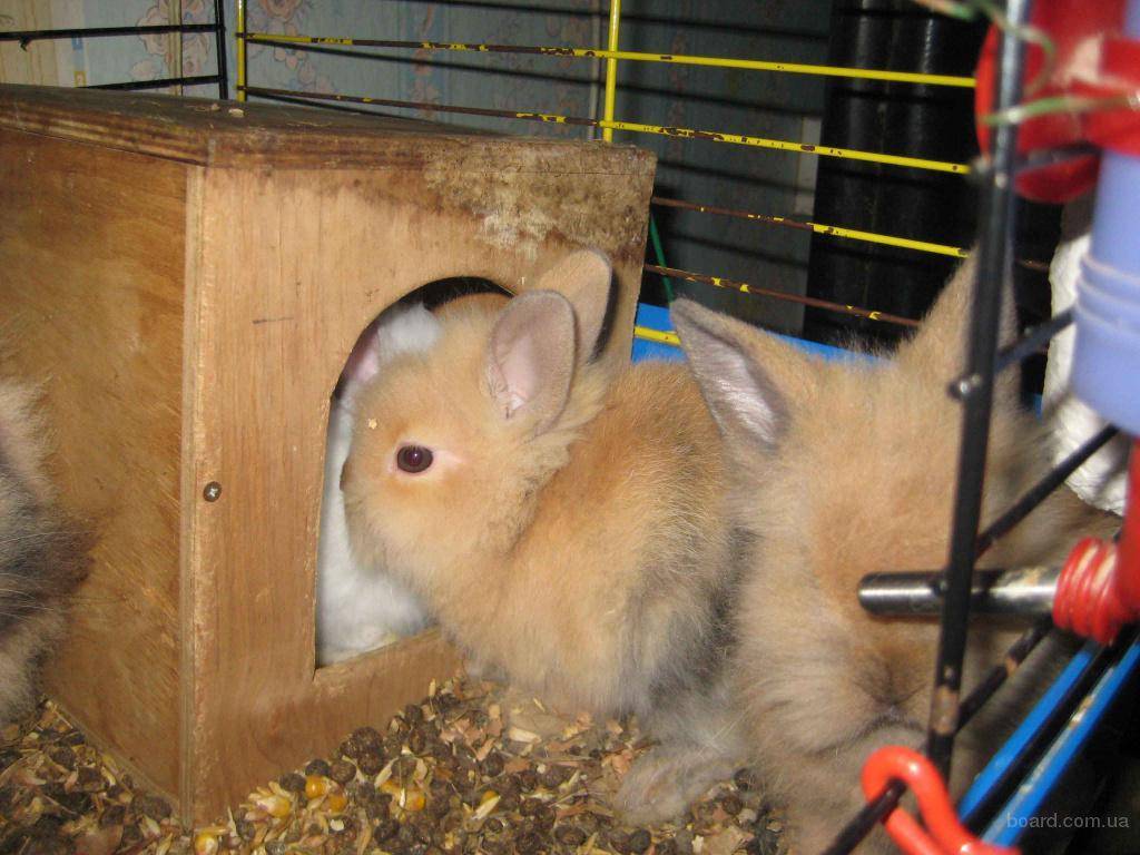 Декоративные кролики в домашних условиях — что нужно знать?