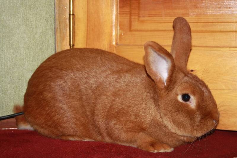 Виды кроликов: как выбрать, особенности и описание пород