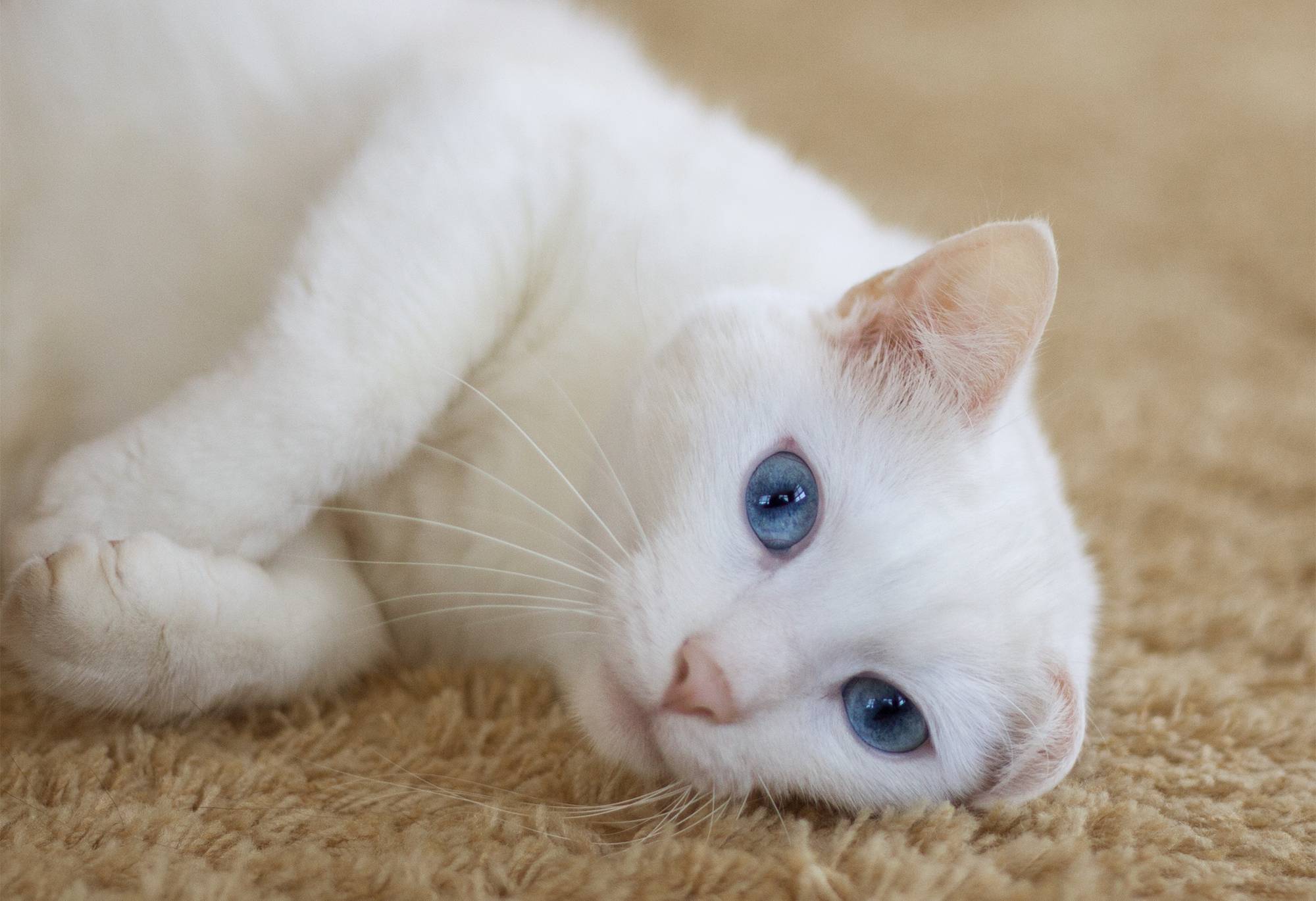 Белая киса. Као мани. Khao Manee котята. Као мани порода кошек. Као мани кошка с голубыми глазами.