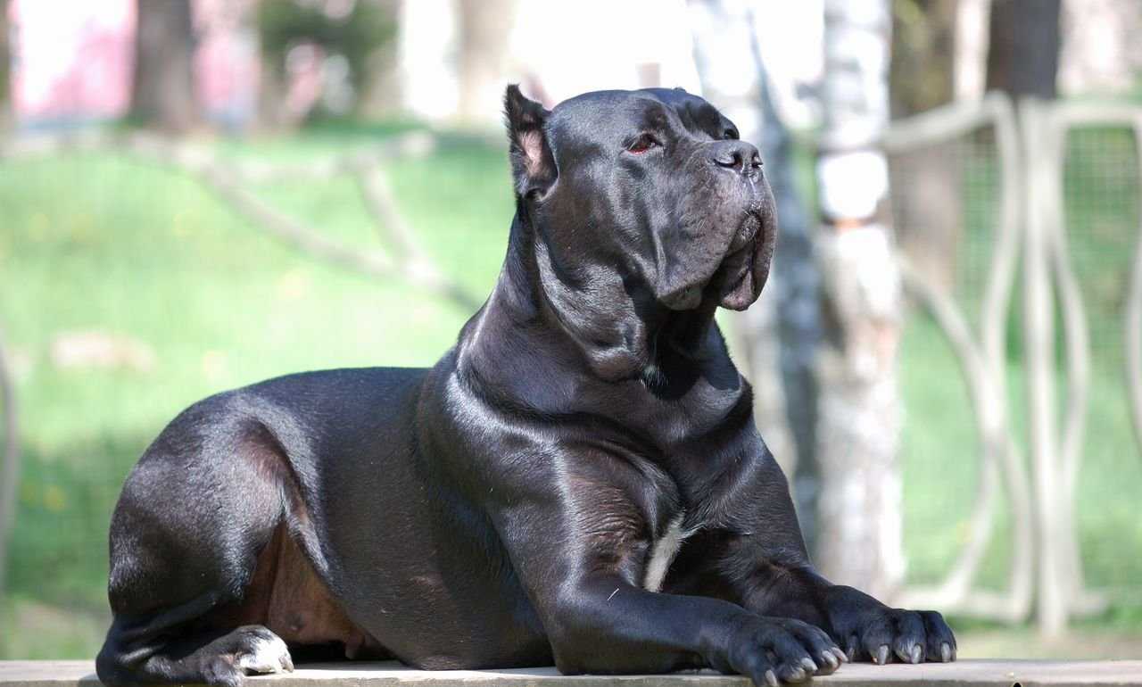 Кане корсо (итальянский мастиф) — фото, описание породы собак, характеристика, характер