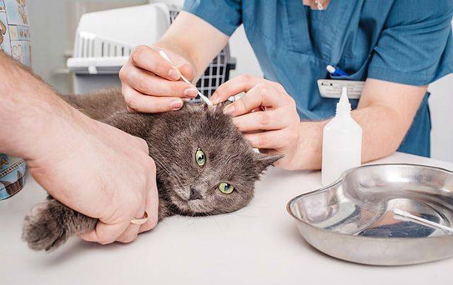 Как чистить уши кошке ???? в домашних условиях