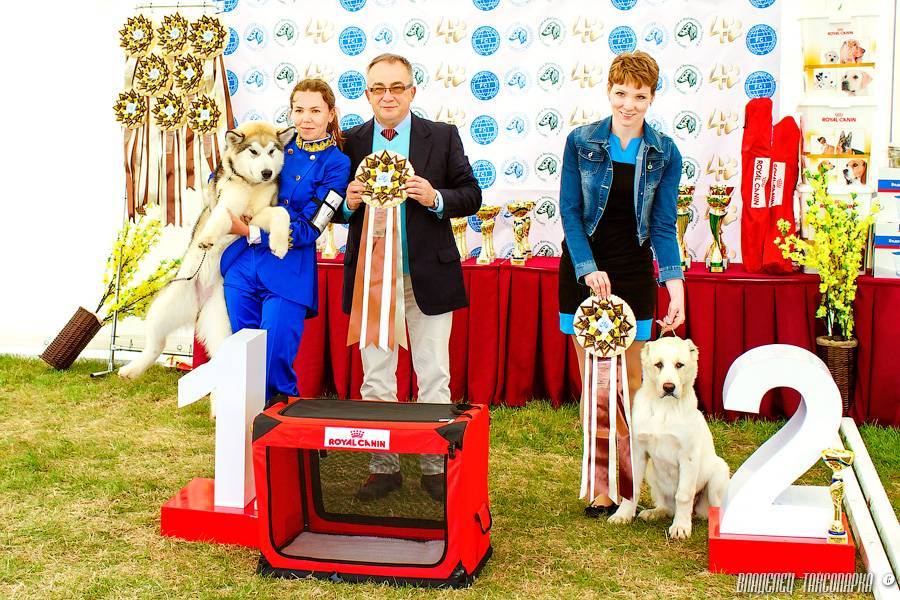 Отчёт о крупнейшей международной выставке собак: крафт-2016