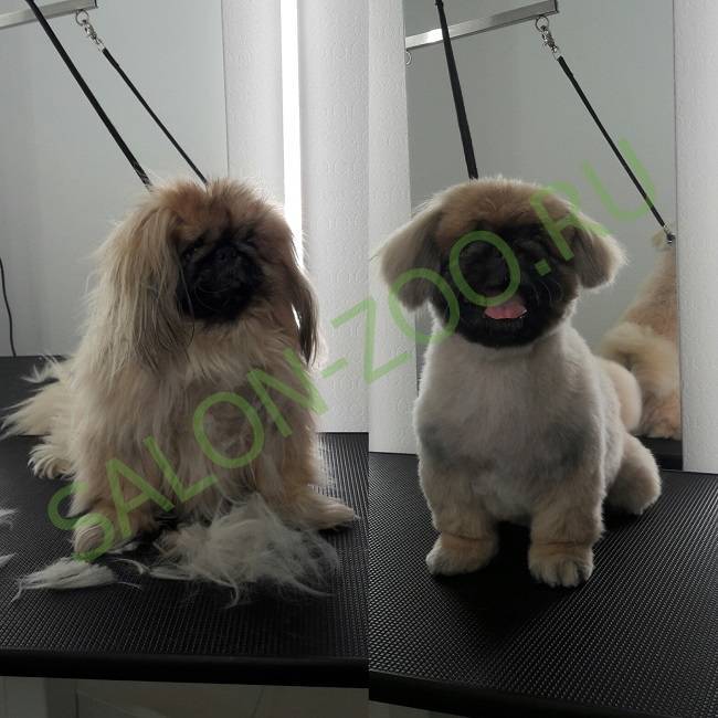 Стрижка пекинеса: как подстричь собаку самостоятельно в домашних условиях (фото и видео)