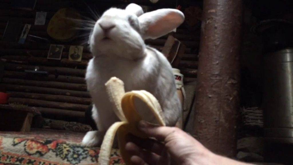 Можно ли давать кроликам банановую кожуру