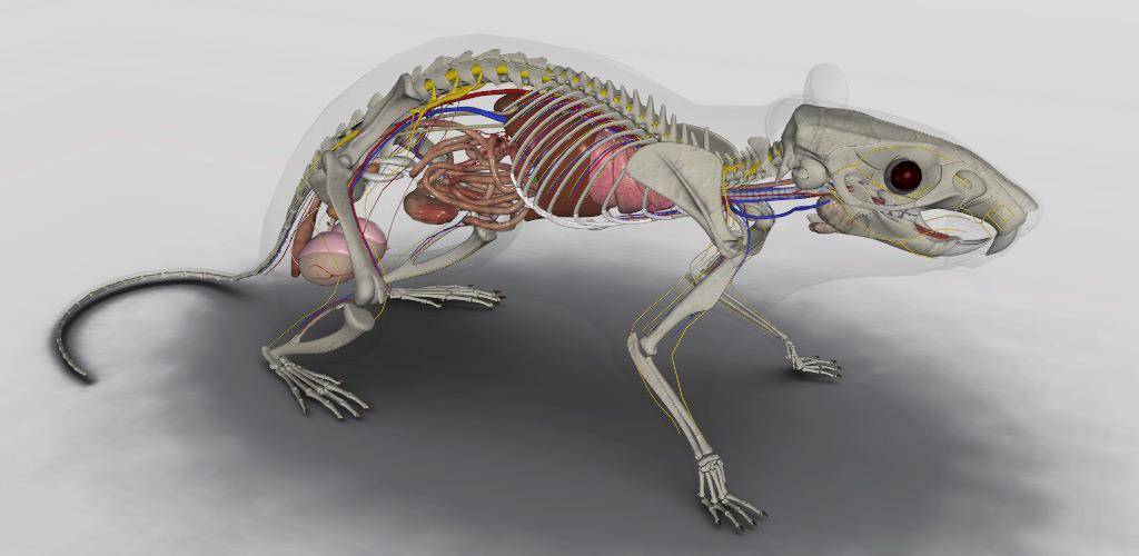 ᐉ скелет и анатомия крысы, внутреннее строение и расположение органов - zoopalitra-spb.ru