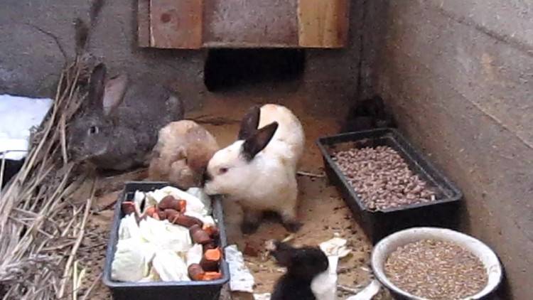 Можно ли кроликов кормить хлебом и сухарями, фото и видео
