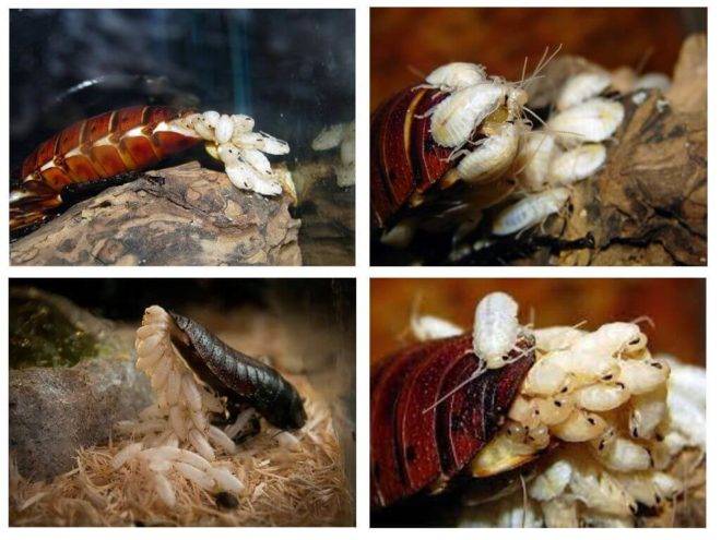 Тараканы - всё о тараканах и способах борьбы с ними | мосдезспецторг
