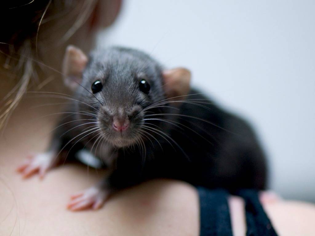 Звуки, издаваемые домашними крысами