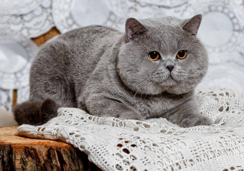 Британская короткошёрстная - порода кошек - информация и особенностях | хиллс