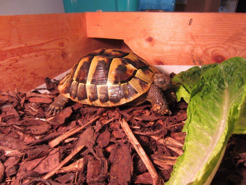 ᐉ спячка черепах в домашних условиях: как и когда черепашки уходят в спячку (фото) - zoopalitra-spb.ru