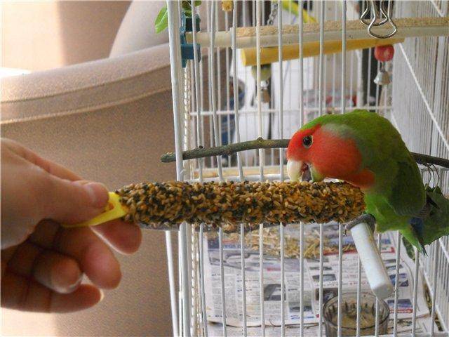 Какие жердочки лучше для попугая и нужни ли они птице