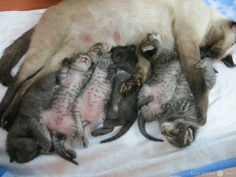 Интервал между котятами во время родов у кошек, нормальных, стремительных, затяжных | ваши питомцы