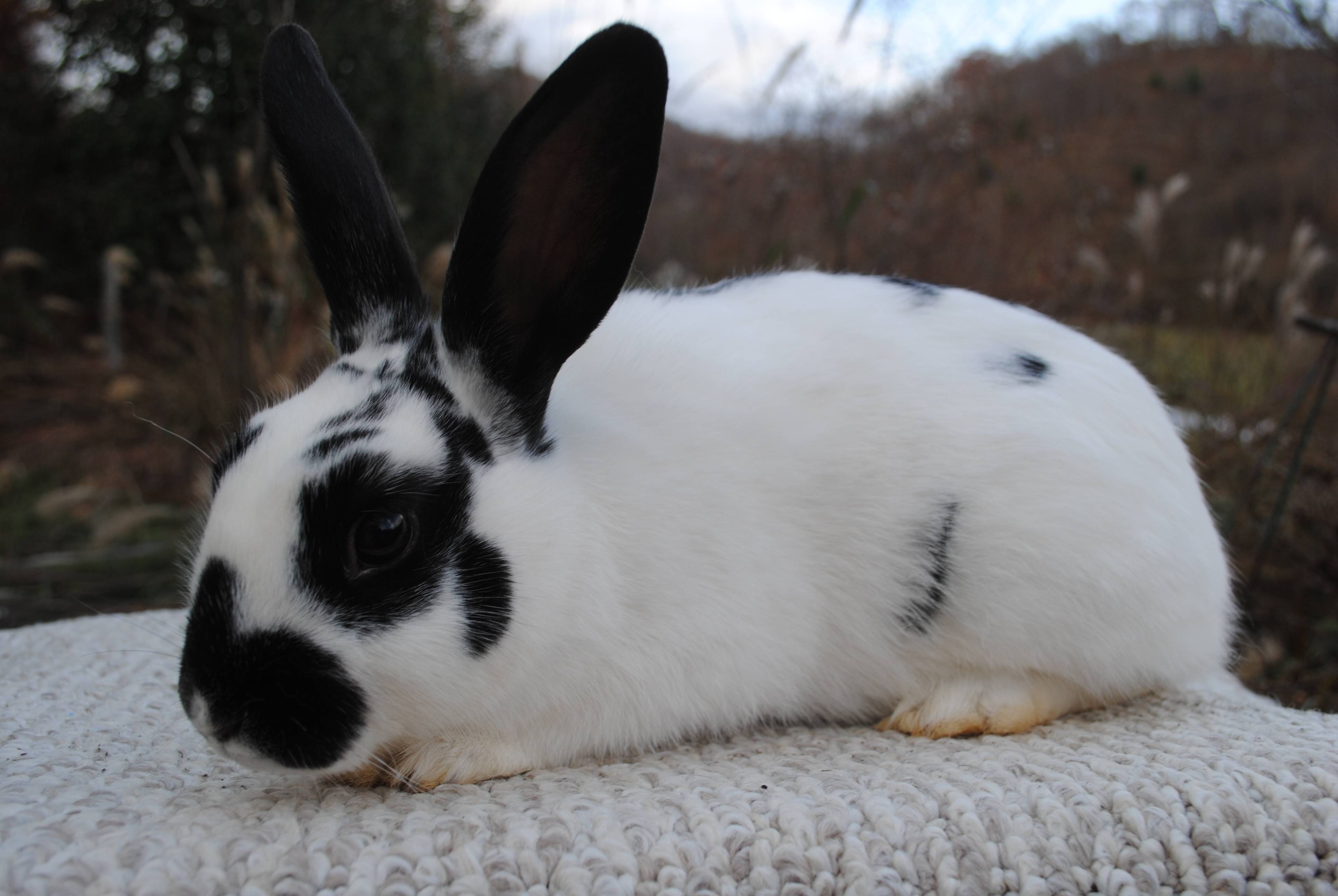Какая порода кроликов самая устойчивая к болезням: названия и фото. неприхотливые породы кроликов
