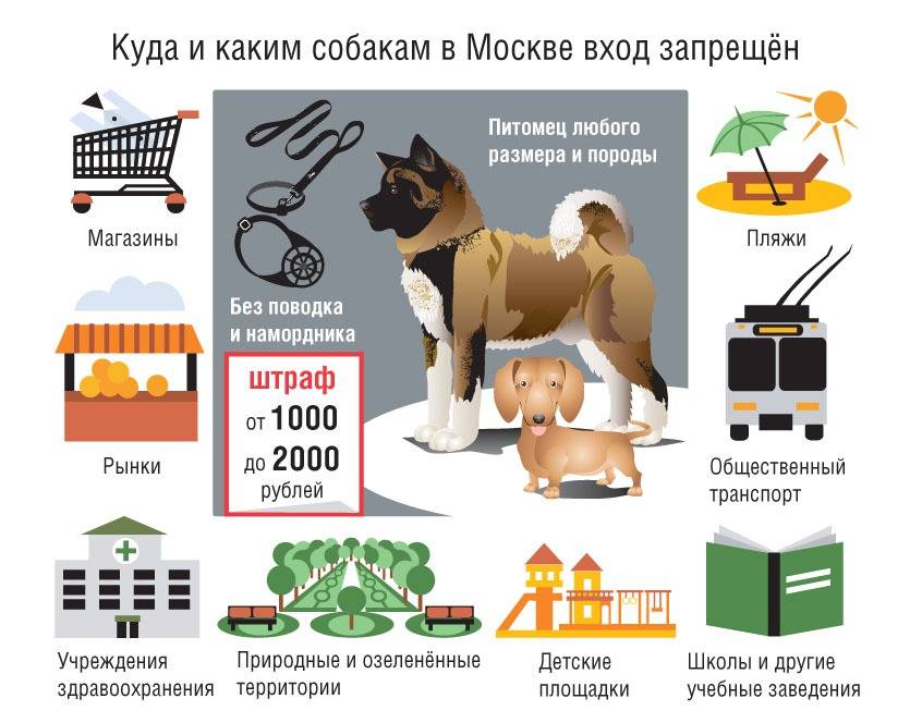 Закон о домашних животных в россии — что ждет владельцев кошек и собак в 2021 году