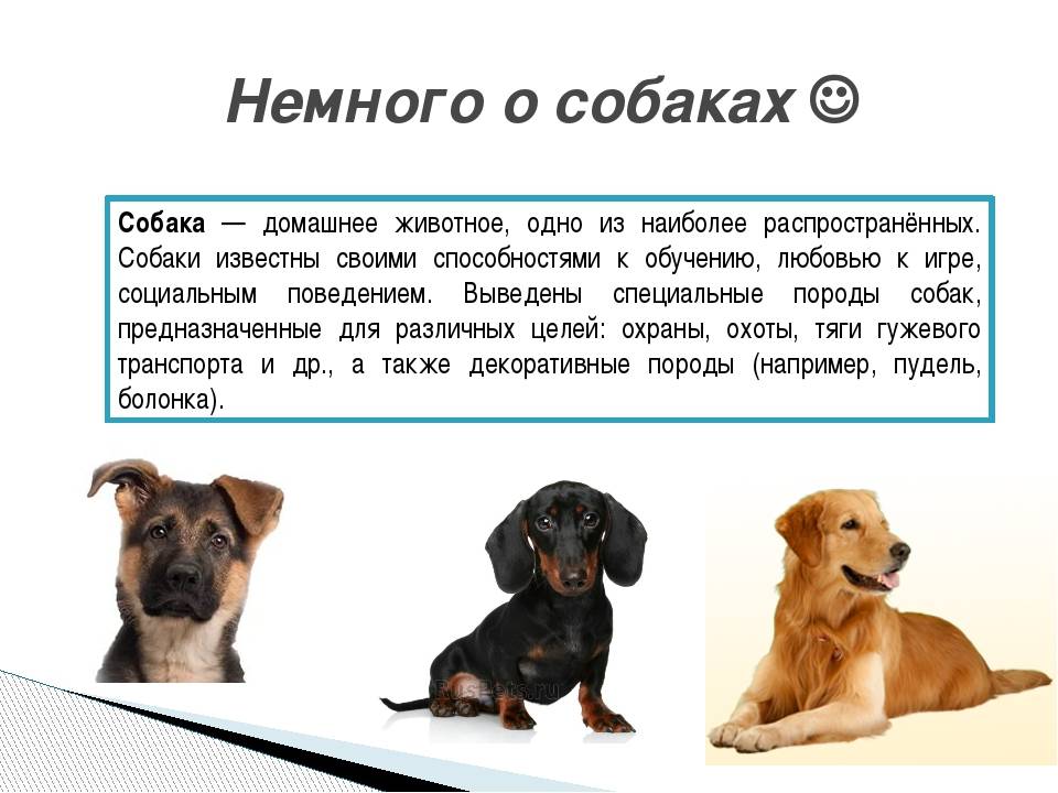 Рассказ про питомца 1 класс. Описание домашней собаки. Доклад про собаку. Информация о домашних собаках. Собака описание животного.