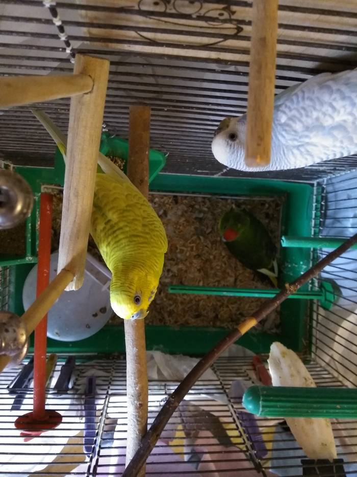 Разведение попугаев, особенности размножения волнистых птиц в домашних условиях, как спариваются и плодятся пернатые