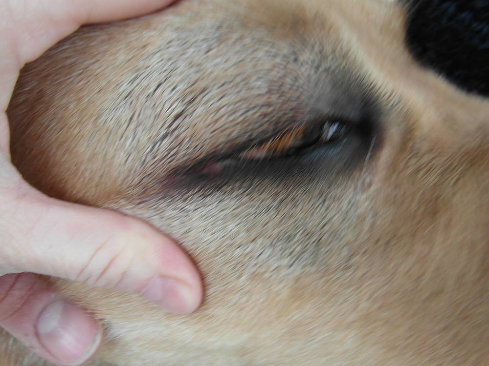 Дирофиляриоз у собак – методы лечения и диагностики, профилактические препараты