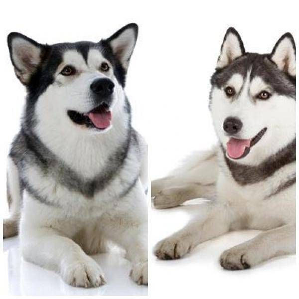 Маламут и хаски отличия: сравнение, в чем разница между собаками с фото, как отличить и кого выбрать, а также подробно о смеси аляскинской и сибирской пород