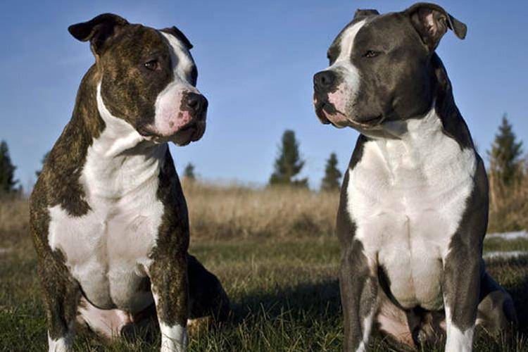 Породы бойцовских собак: фото и название, внешний вид и характер